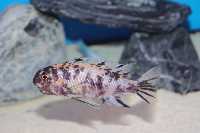 Tropheops gracilior 'Lutara Reef'